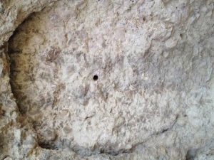 تشخیص ساروج