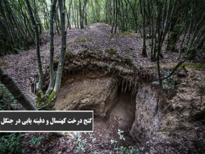 گنج یابی در جنگل | گنج یابی با درختان